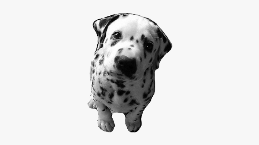 Frases Fofas De Cachorro, HD Png Download