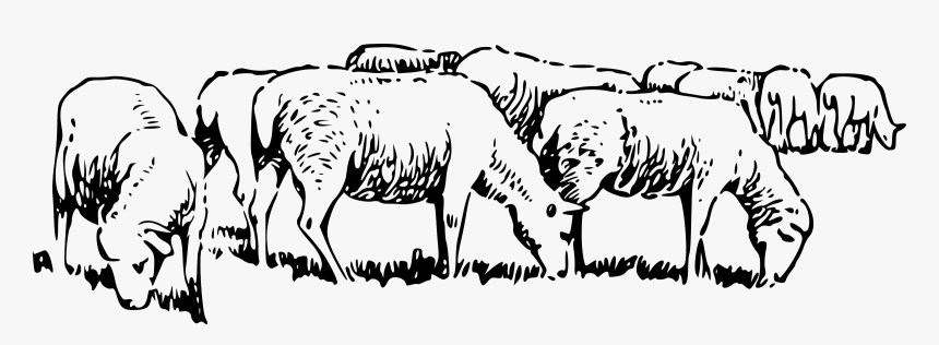 Transparent Flock Clipart - Sheep Clip Art, HD Png Download
