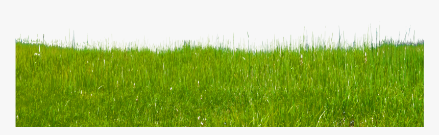Grass Clipart Free Clip Art Images - Paddy Field, HD Png Download