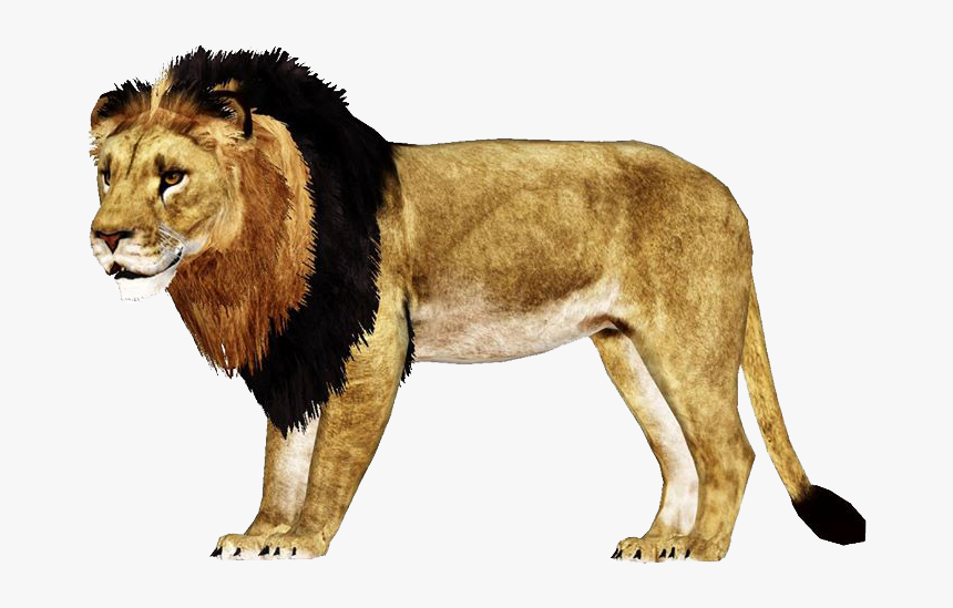 Zt2 African Lion Remake , Png Download - Masai Lion, Transparent Png