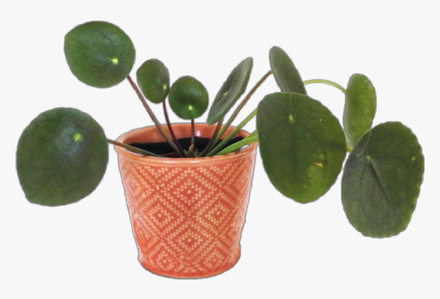 #plant #aesthetic #arthoe #planthoe #plants #flower - Flowerpot, HD Png Download