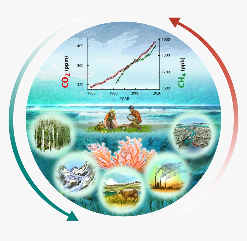 Carbon Cycle Of Coral Reefs, HD Png Download
