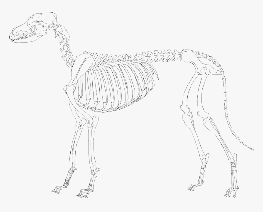Dog Skeleton Clipart Png Free Download Skeleton Clipart - Sketch, Transparent Png