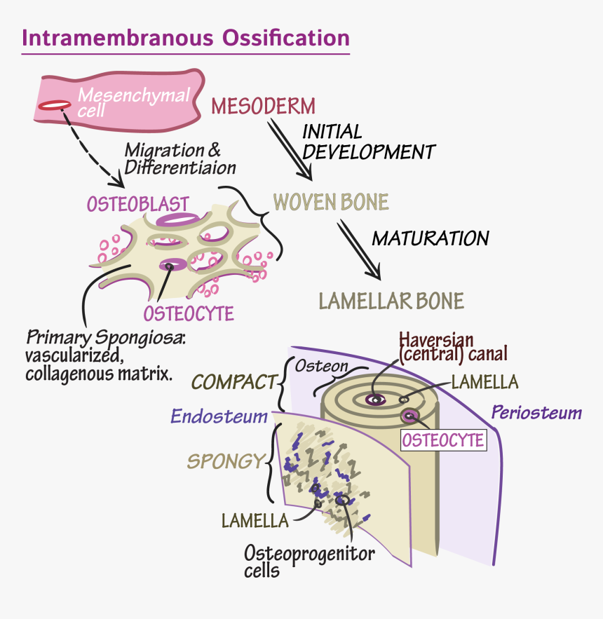 Art, HD Png Download