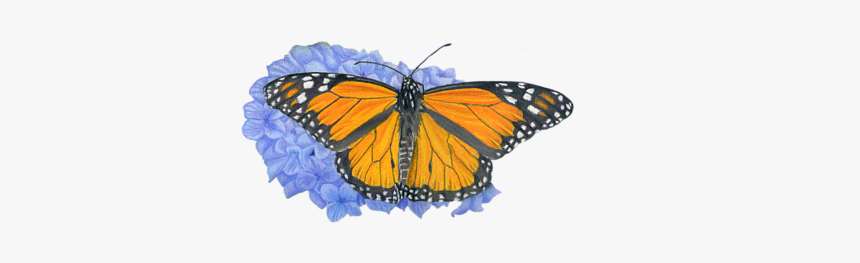 Monarch Butterflies And Hydrangeas, HD Png Download