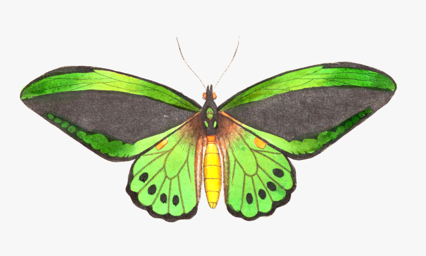 Natural History Illustration, HD Png Download
