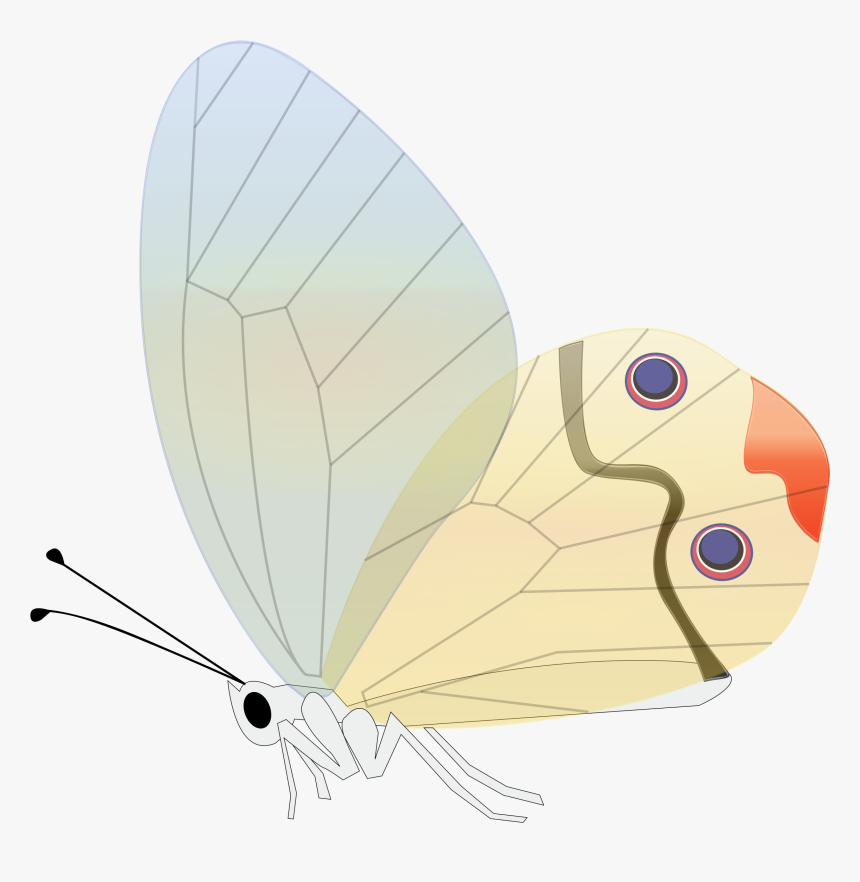 Butterfly Transparent Insect Free Photo - Butterfly, HD Png Download