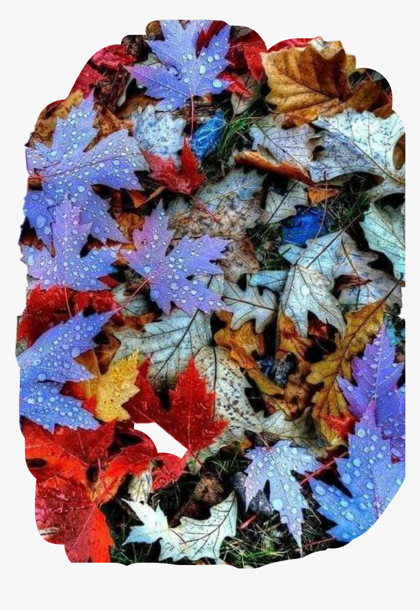 #leaves #fall #colors #autumn #dew #raindrops #ground - Autumn Leaves, HD Png Download