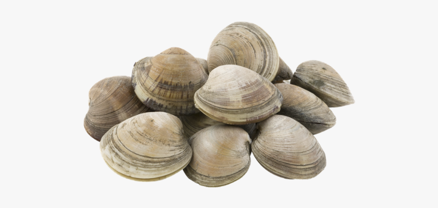 Cockle, HD Png Download