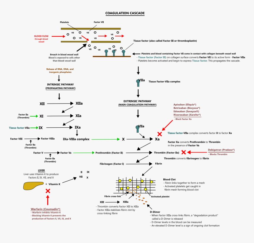 Diagram, HD Png Download
