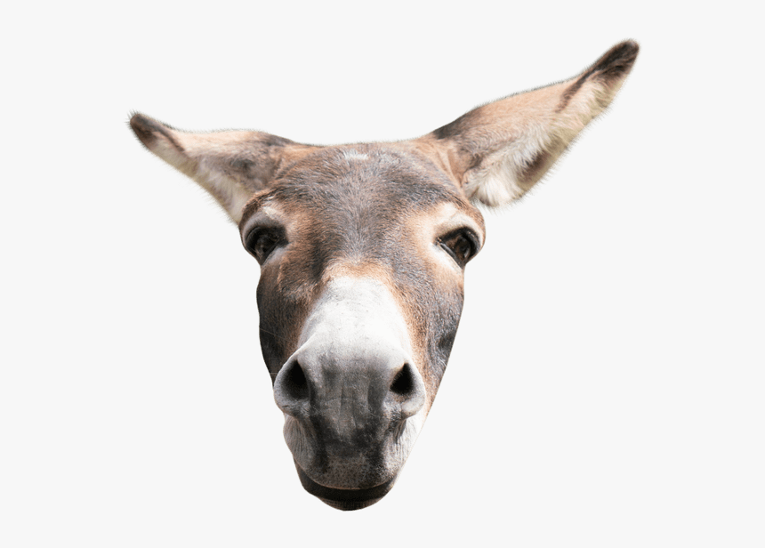 Burro, HD Png Download