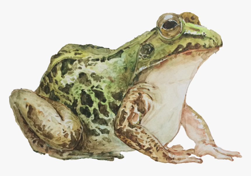 Mink Frog, HD Png Download