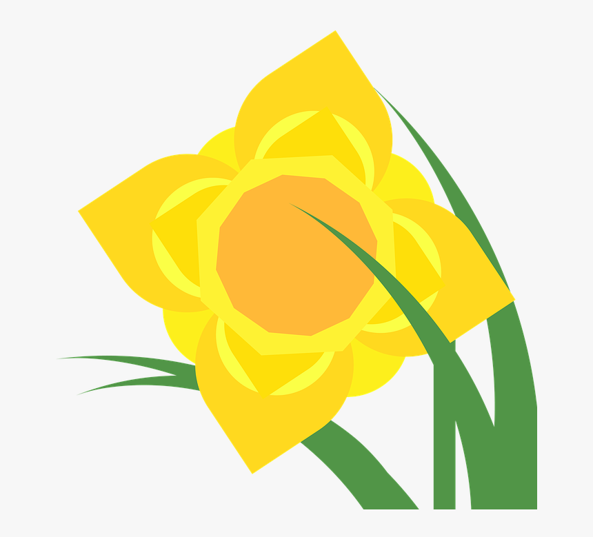 Daffodil, HD Png Download