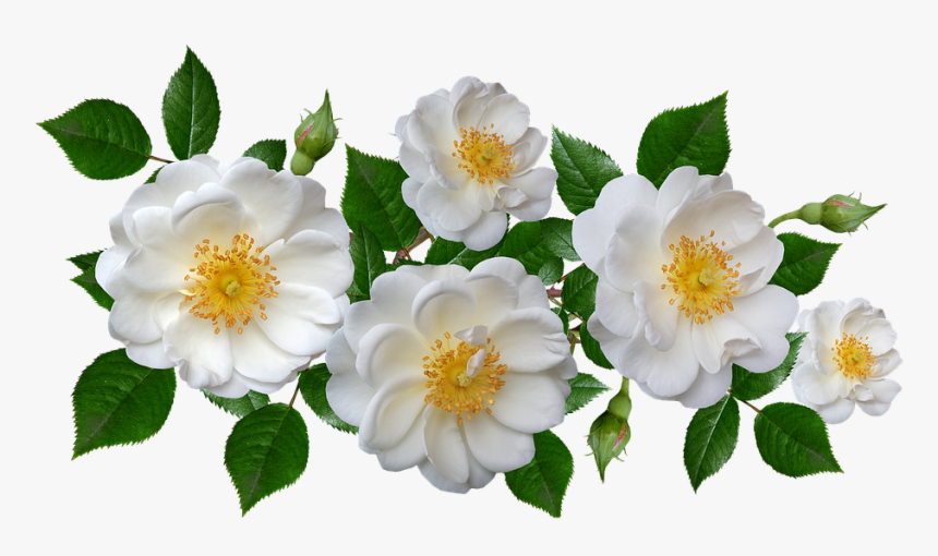 Burnet Rose, HD Png Download