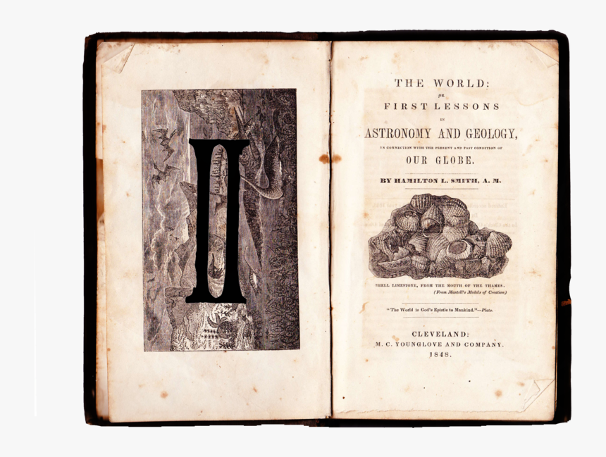 Tree, HD Png Download