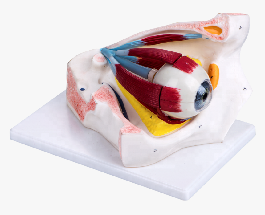 Eye Ball In Orbit For Teaching - Toy, HD Png Download