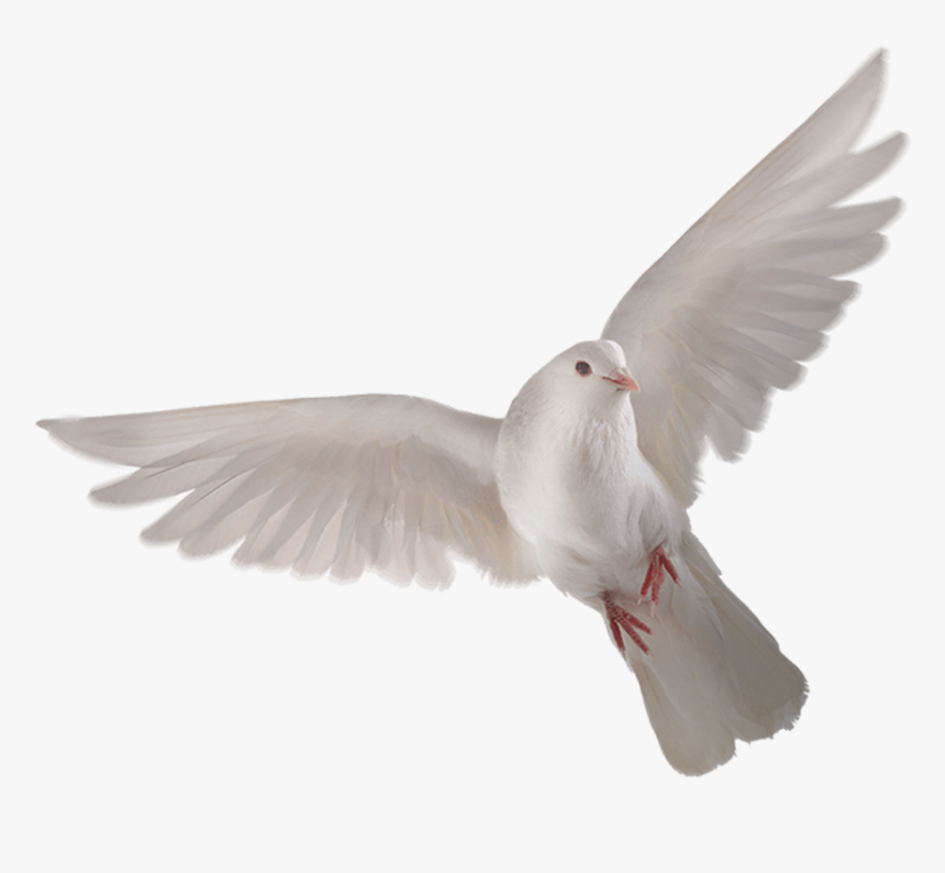 Birds - Republic Day 2020 Background Png, Transparent Png