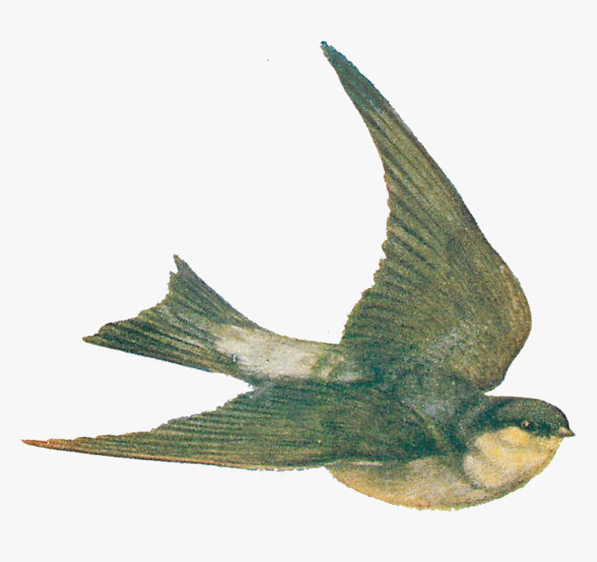 Vintage Bird Illustration Png, Transparent Png