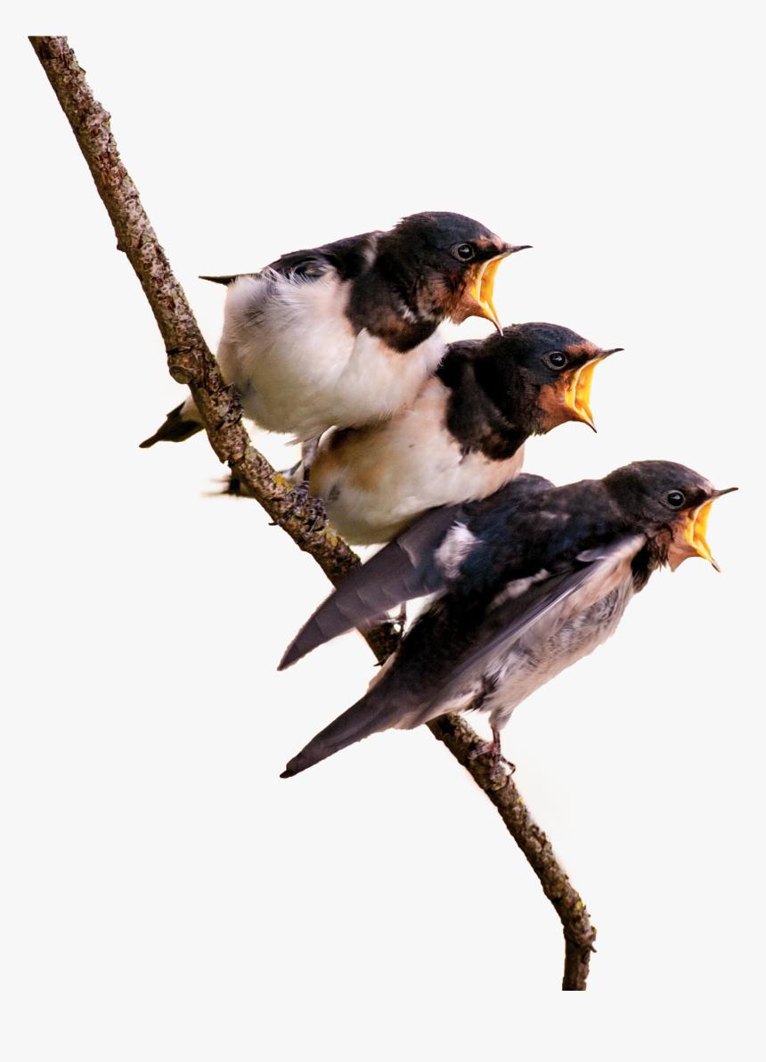 Birds On Branch, HD Png Download