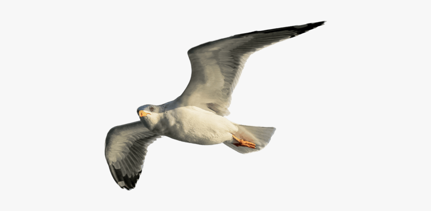 European Herring Gull, HD Png Download