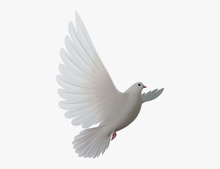 Birds - Rock Dove, HD Png Download