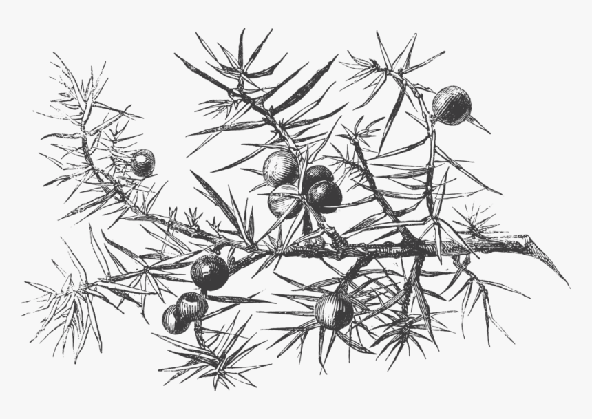 The Juniper 2 - Georgia Pine, HD Png Download