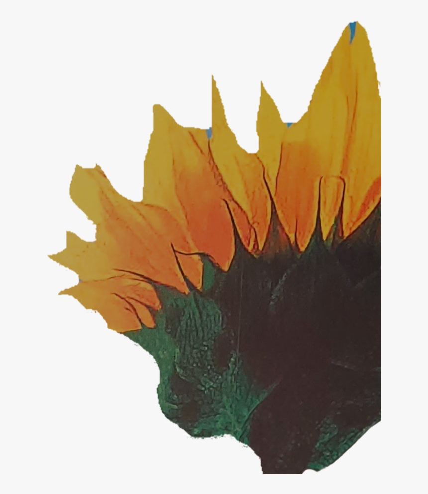 Maple Leaf, HD Png Download