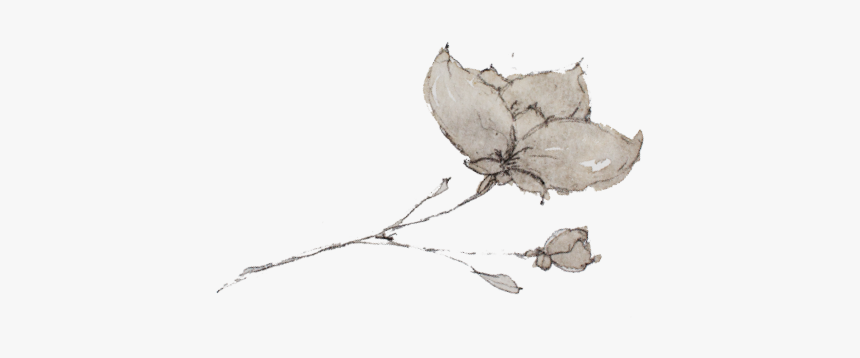 Julia Floral Image - Sketch, HD Png Download