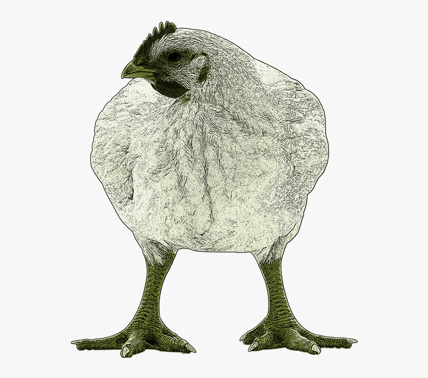 Great Grey Owl, HD Png Download