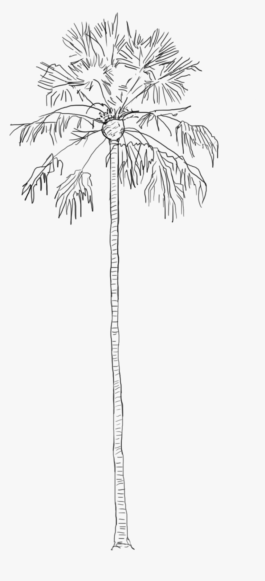 Roystonea, HD Png Download