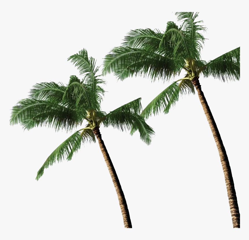 Long Coconut Tree Transparent - 3d Coconut Tree Png, Png Download