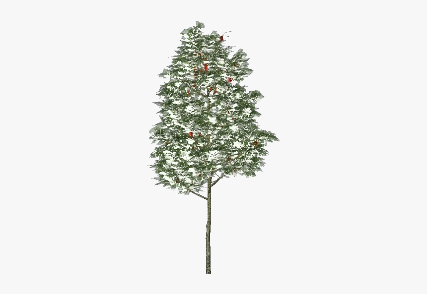 3d Trees - Rowan Tree - Acca Software - Christmas Tree, HD Png Download