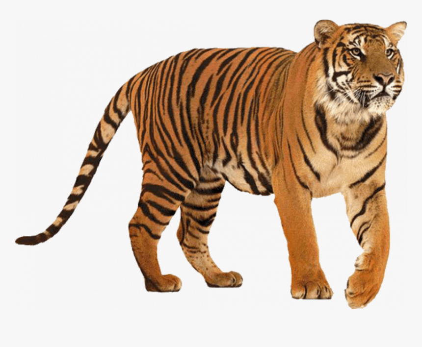 Standing Tiger Png - Tiger Png, Transparent Png