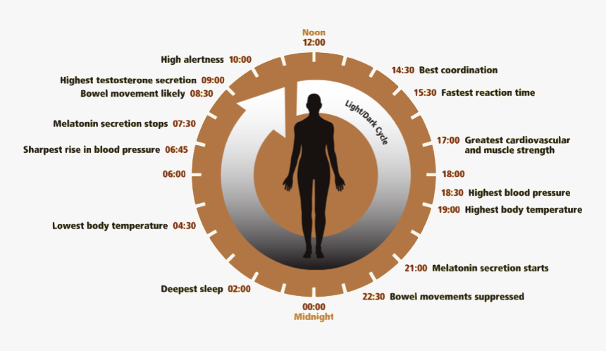 Circadian Clock Circadian Code, HD Png Download