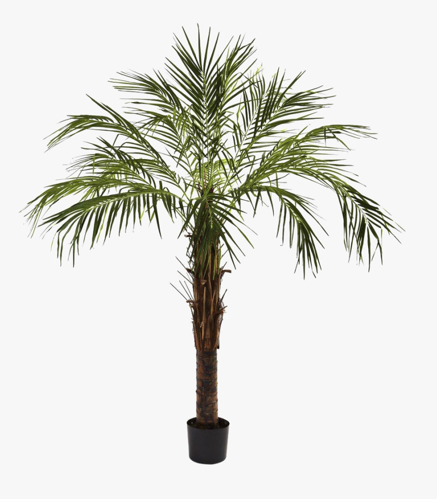 Robelina Palm, HD Png Download