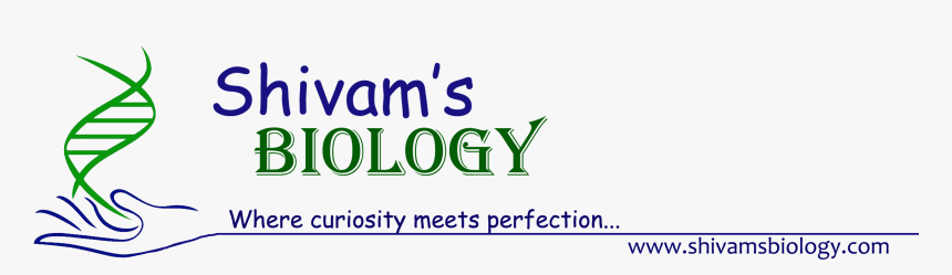 Logo3 - Calligraphy, HD Png Download