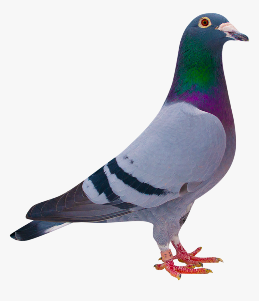 Rock Dove, HD Png Download