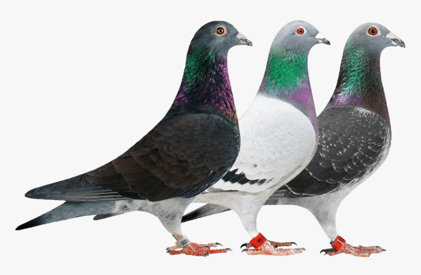 Gallery/new - Rock Dove, HD Png Download