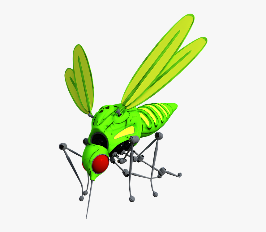 Net-winged Insects, HD Png Download