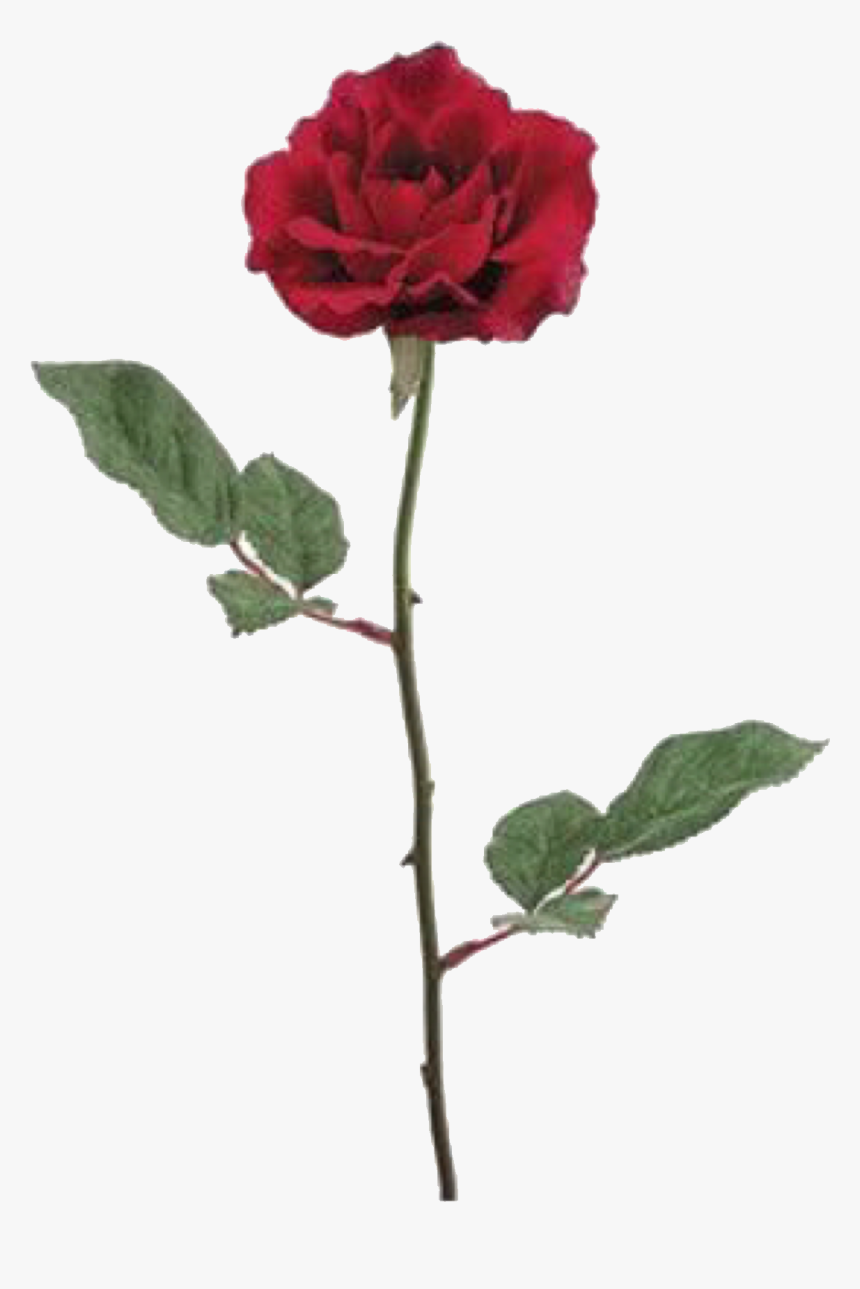 Red Roses Silk Flower, HD Png Download