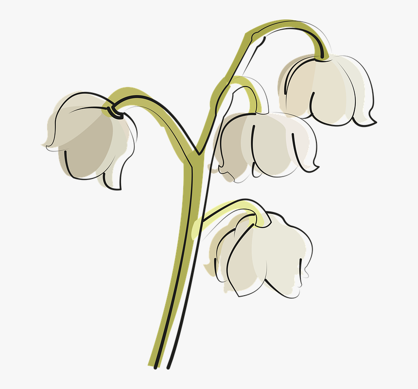 Garlic, HD Png Download