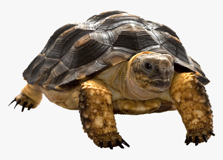 Turtle Png, Transparent Png