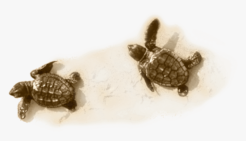 Little Turtle On Sand - Kemp's Ridley Sea Turtle, HD Png Download