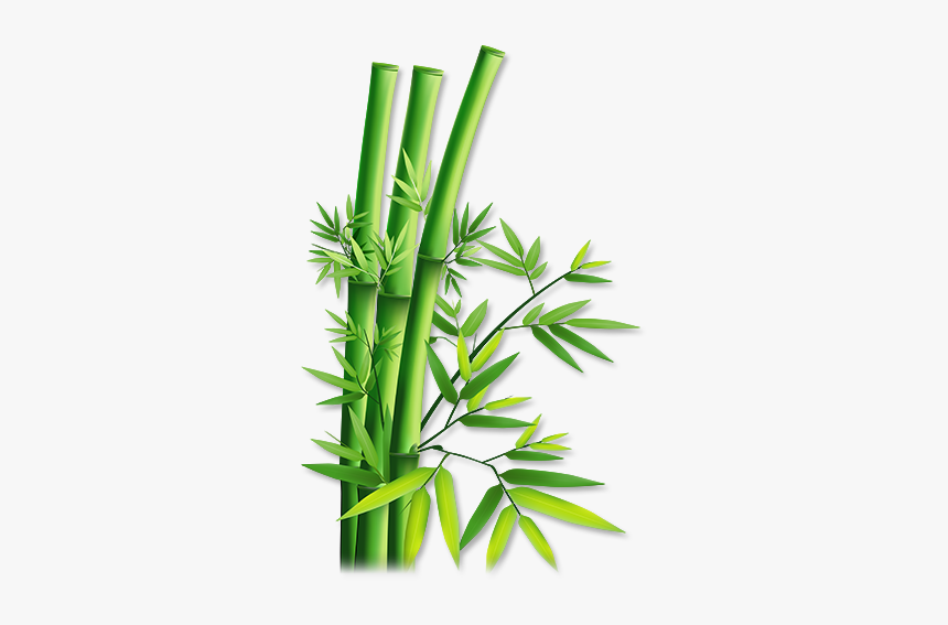 Bamboo Png - Transparent Bamboo, Png Download