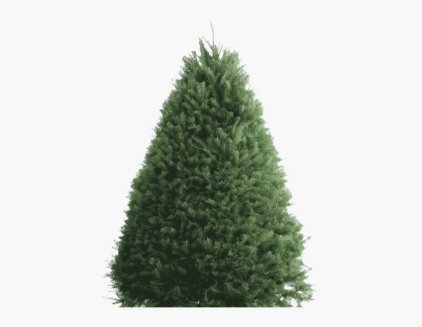 Balsam Fir Douglas Fir Artificial Christmas Tree - Fir, HD Png Download