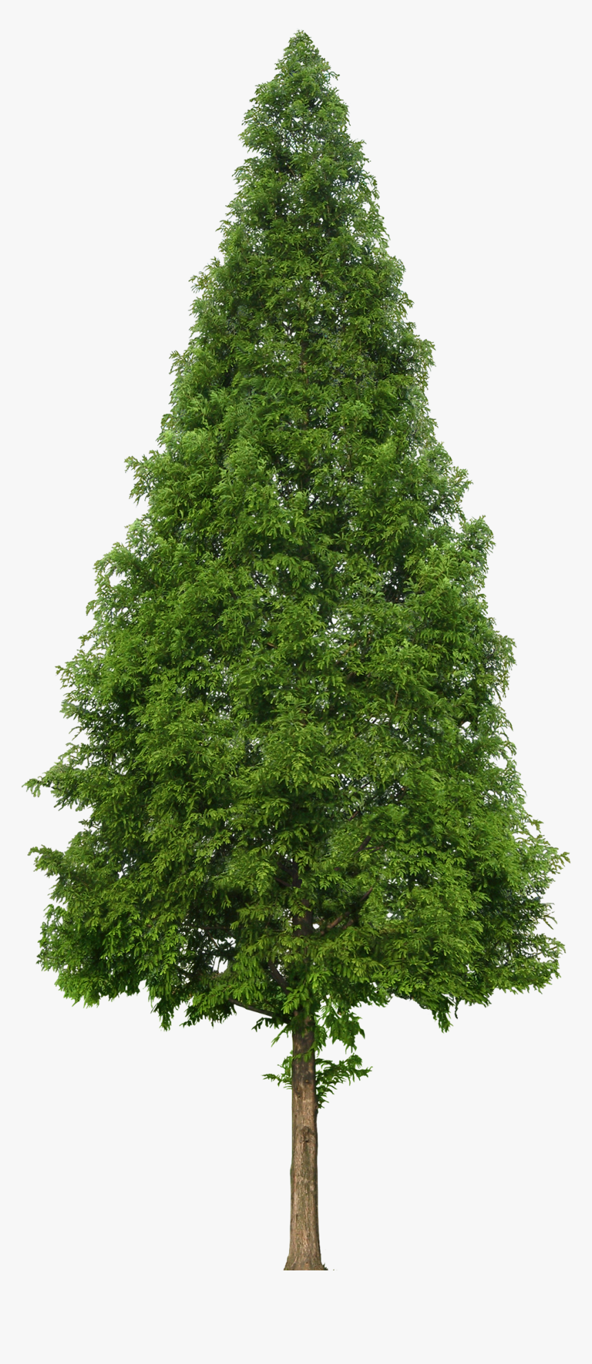Transparent Douglas Fir Clipart, HD Png Download
