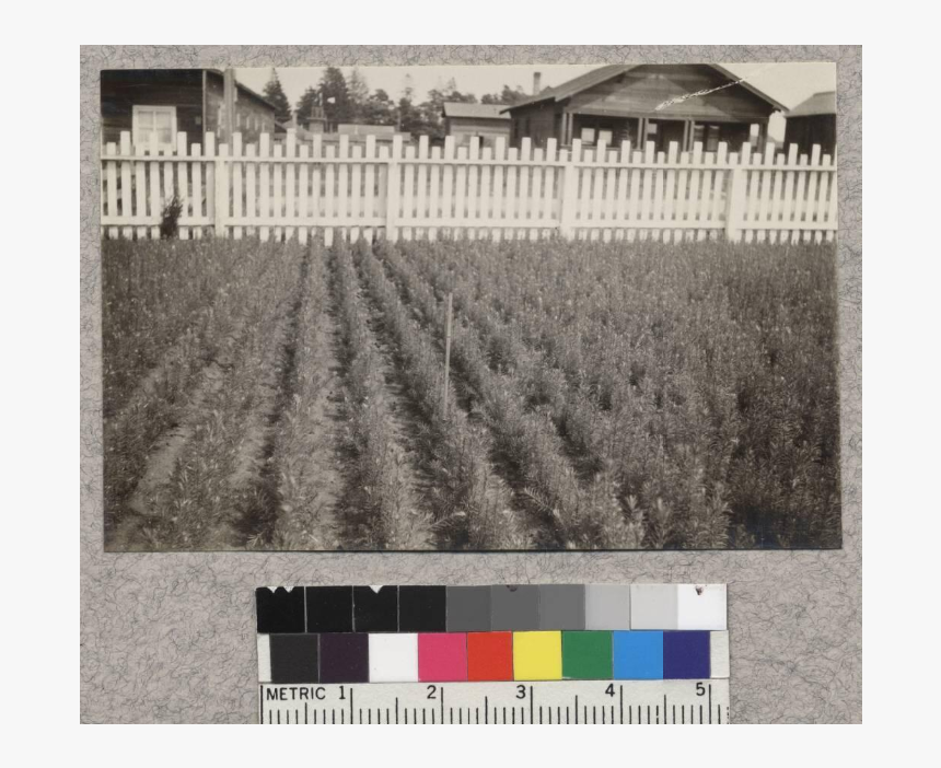 1-1 Douglas Fir - Picket Fence, HD Png Download