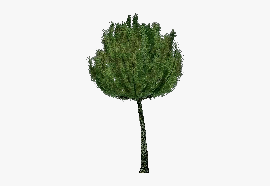 3d Trees - Mountain Pine - Acca Software - Pond Pine, HD Png Download