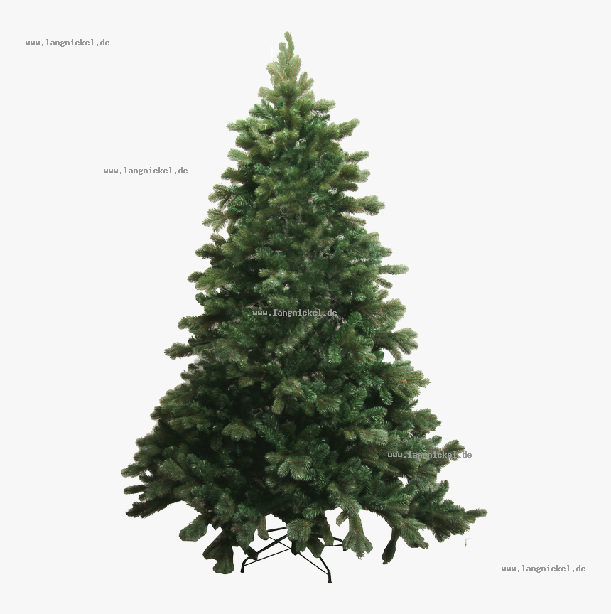 Spruce Abies Bracteata Tree Pine Douglas Fir - Abies Png, Transparent Png