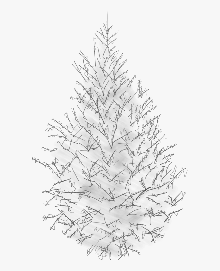 Sketch Of A Canaan Fir - Tree Pine Sketch Png, Transparent Png